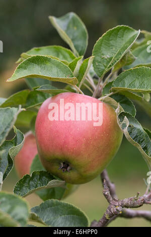 Malus domestica 'Hollandbury'. Le mele che crescono in un frutteto in inglese. Foto Stock