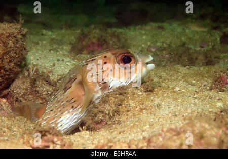 Long-Spine Porcupinefish (Diodon Holacanthus - aka Longspined Porcupinefish, Freckled Porcupinefish) Scouting da una cavità in t Foto Stock