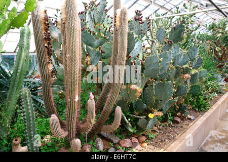 Varie cactus sul display nella Buffalo giardini botanici. Foto Stock