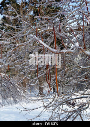 Giardini Kingsbrae, New Brunswick, in inverno Foto Stock