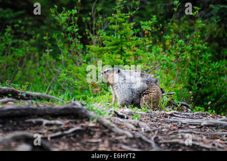 Annoso Marmotta in un campeggio di montagna in estate Foto Stock