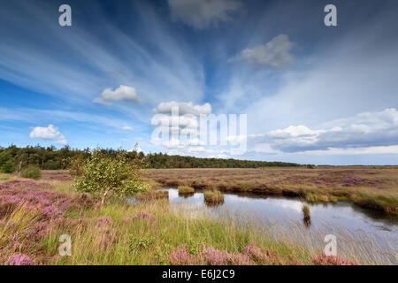 Cielo blu sulla palude con la fioritura heather Foto Stock