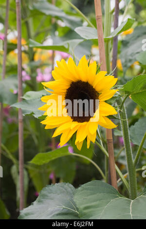 Helianthus annuus. Girasoli nel taglio flower garden. Foto Stock