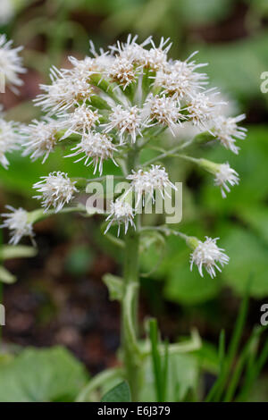 Butterbur bianco, Petasites albus, Alpi Chamrousse, Francia Foto Stock