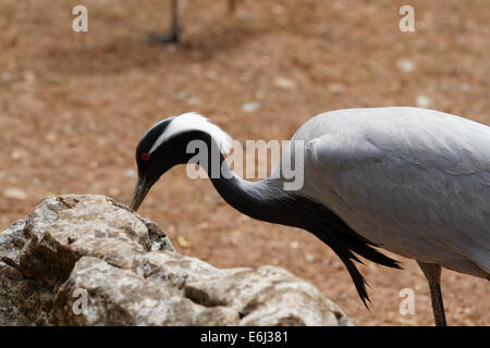 Demoiselle gru (Anthropoides virgo, Grus virgo), Ritratto Foto Stock