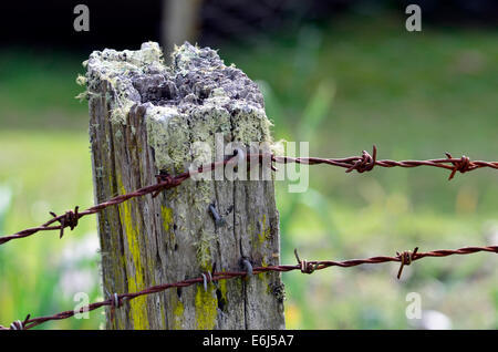 Coperte di muschio palo da recinzione attaccato a rusty il filo spinato Foto Stock