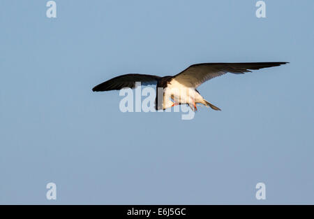 Nero (skimmer Rynchops niger) preening in volo e Galveston, Texas, Stati Uniti d'America. Foto Stock