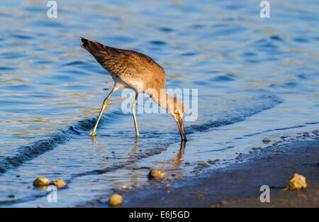 Willet (Tringa semipalmata) foraggio sulla spiaggia di mattina presto, Galveston, Texas, Stati Uniti d'America Foto Stock