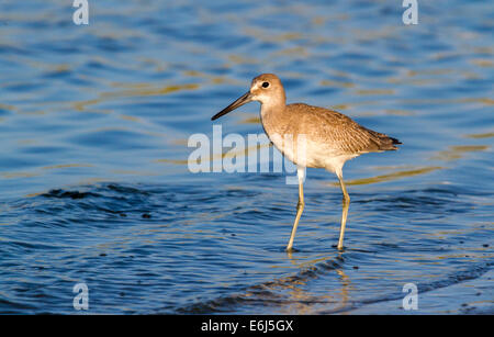 Willet (Tringa semipalmata) sulla spiaggia di mattina presto, Galveston, Texas, Stati Uniti d'America Foto Stock