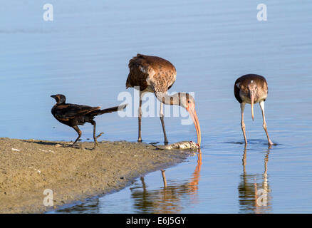 Giovane Americano bianco ibis (Eudocimus albus) e della comune grackle (Quiscalus quiscula scavenging) su un pesce morto sulla spiaggia Foto Stock