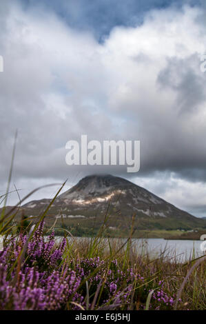 Blooming heather su bogland vicino a Mount Errigal County Donegal Irlanda Foto Stock