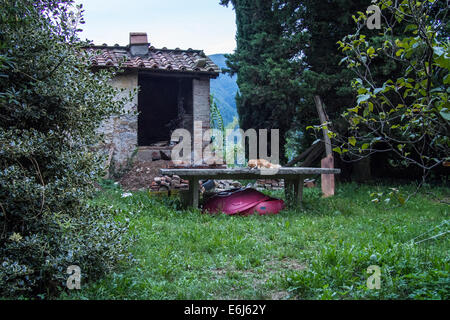 Gatto in un giardino, Borgo a Mozzano, Toscana, Italia Foto Stock