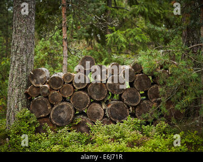 Legna da ardere, segato tronchi di pini, impilate ordinatamente tra i due trunk Foto Stock