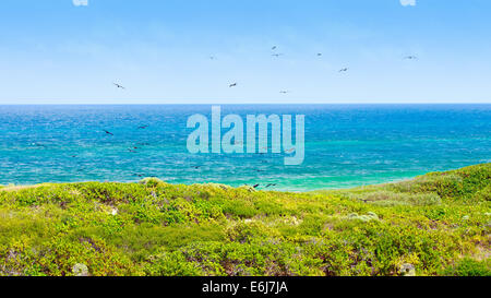 Le fregate volando sopra la coloratissima isola Contoy, Messico Foto Stock