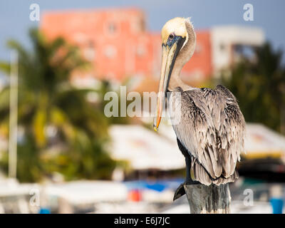 Bella brown Pelican sulla tropicale Isola Mujeres, Messico Foto Stock