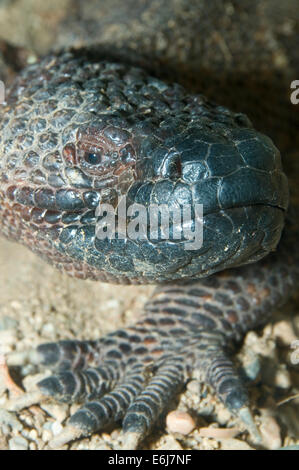 In perline messicano lizard (Heloderma horridum), lo Zoo di San Diego, il Balboa Park, San Diego, California Foto Stock