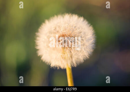 Tarassaco (Taraxacum officinale) seedhead close up. Provincia di Lleida. La Catalogna. Spagna. Foto Stock