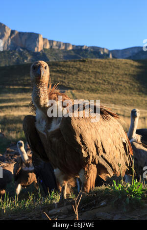 Grifoni (Gyps fulvus) grande gruppo al sito di alimentazione. Provincia di Lleida. La Catalogna. Spagna. Foto Stock