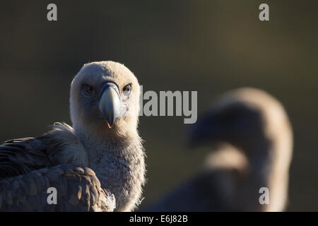 Grifone (Gyps fulvus) testa verticale. Provincia di Lleida. La Catalogna. Spagna. Foto Stock