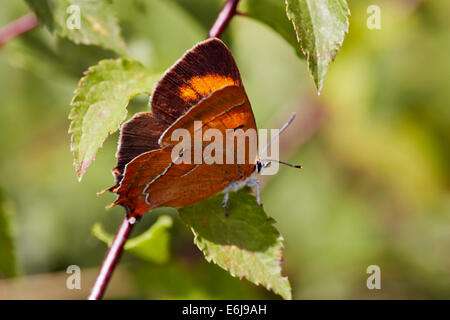 Brown Hairstreak butterfly (femmina) sul prugnolo foglia. Steyning Tiro con la carabina, Steyning, Sussex, Inghilterra. Foto Stock