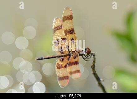 Halloween Pennant poggiante su un ramoscello sopra un laghetto Foto Stock