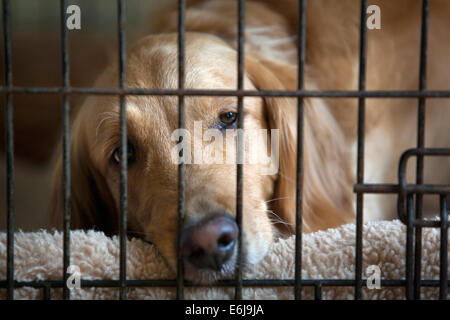 Il Golden Retriever cane in un canile. Foto Stock