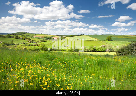 Renoncules in primavera a Bulmer banca in North Yorkshire. Foto Stock