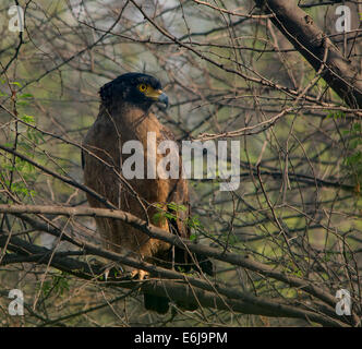 Un serpente Crested Eagle appollaiato su un ramo di albero Foto Stock