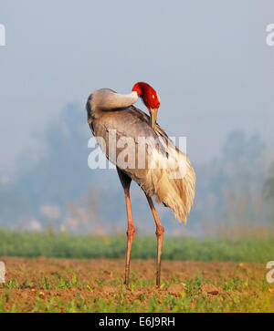 Adulto gru sarus preening stesso, una immagine ravvicinata Foto Stock