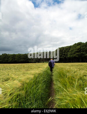 Un uomo prendendo un solitario a piedi attraverso un campo di grano di maturazione. Foto Stock