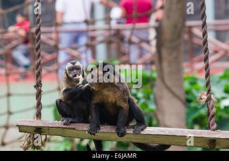 Cappuccini tufted (Cebus apella) nella lima zoo. Foto Stock