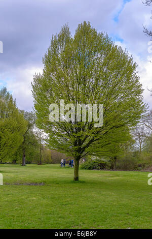 Regent's Park è uno dei punti di riferimento di Londra, e uno dei parchi reali. Esso si trova a nord ovest di Londra e ospitare il London Zoo Foto Stock