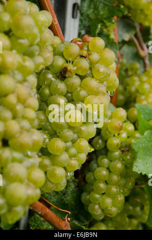 Vitigni Chardonnay nei vigneti di La montina vino in Il Dosello della Franciacorta, Lombardia, Italia settentrionale. Foto Stock