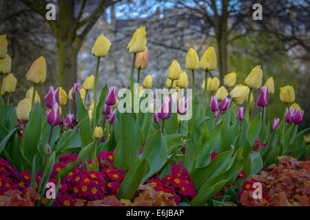 Regent's Park è uno dei punti di riferimento di Londra, e uno dei parchi reali. Esso si trova a nord ovest di Londra e ospitare il London Zoo Foto Stock