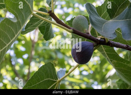 Mature figura su una pianta coltivata in Spagna Foto Stock