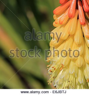 FIORI DI POKER ROSSI CALDI, nel sud-ovest della Francia Foto Stock