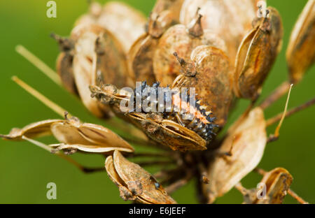 Larva di coccinella sui semi di un fiore appassito della Hogweed Foto Stock