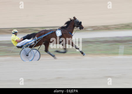 Trottare Marsa race track La Valletta Foto Stock