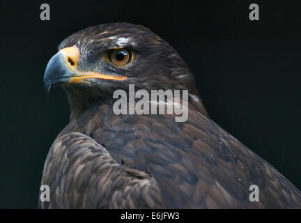 Steppa Eagle (aquila nipalensis) Foto Stock