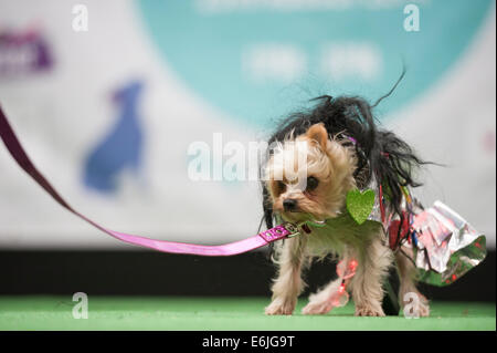 Spitalfields Market di Londra, Regno Unito. 25 Ago, 2014. La capitale del vestito snazziest canini puntone la loro roba a zampa Pageant 2014 fashion show. Il Bank Holiday evento ha avuto luogo presso Old Spitalfields Market per raccogliere fondi per la Battersea cani e gatti Casa mentre loro ammirando proprietari guardato su. Credito: Lee Thomas/Alamy Live News Foto Stock