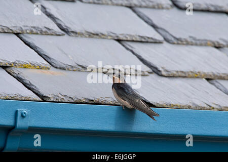I capretti swallow Hirundo rustica arroccato su una grondaia durante il mese di agosto nel Regno Unito Foto Stock