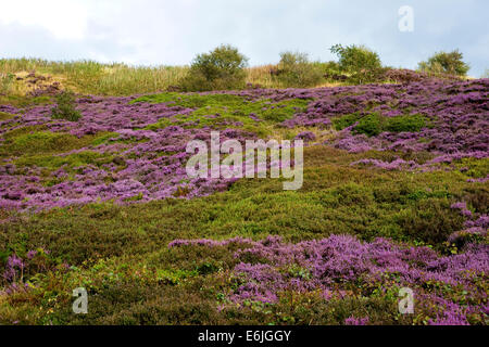 Viola heather Calluna vulgaris fioritura sul Yorkshire Moors nel mese di agosto Foto Stock