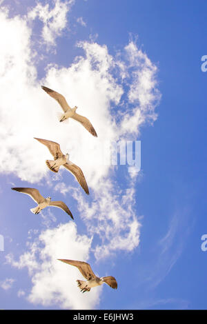 Piccolo gruppo di gabbiani contro uno sfondo di cielo blu e nuvole di piccole dimensioni Foto Stock