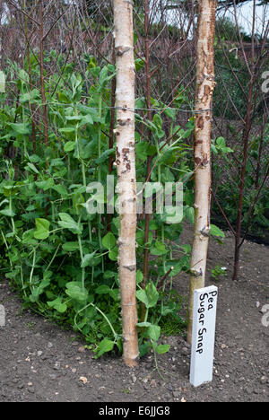 Giardino piselli essendo cresciuto in una patch vegetale Foto Stock