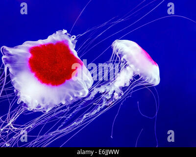 Coppia di meduse nuotare nel mare blu profondo Foto Stock