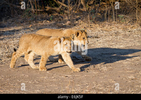 Due lion cubs Camminando fianco a fianco Foto Stock