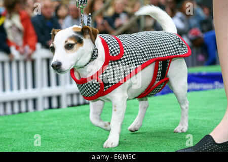 Londra, Regno Unito. Il 25 agosto 2014. I cani che partecipano a canino fashion show presso il vecchio Spitalfields Market Paw Pageant 2014, Londra. Un host di doggy dudes indossati couture designer mode dalla regina di canine couture, Lilly Shahravesh di LoveMyDog a fondo per sollevamento Battersea Dog & gatti casa in una speciale doggy fashion show. Ogni cane è stata accompagnata da modelli indossando una selezione di mode da NW3, Oliver Bonas, Albam, Jigsaw Menswear, Hackett, traffico di persone, Jones e Jones e scarpa ambasciata. Credito: Paul Brown/Alamy Live News Foto Stock