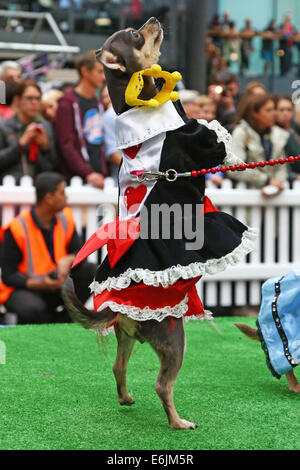 Londra, Regno Unito. Il 25 agosto 2014. Cane vestito come un personaggio da Alice nel paese delle meraviglie in concorrenza Lookalike presso la Old Spitalfields Market Paw Pageant 2014, Londra. Un host di doggy dudes indossati couture designer mode dalla regina di canine couture, Lilly Shahravesh di LoveMyDog a fondo per sollevamento Battersea Dog & gatti casa in una speciale doggy fashion show. Ogni cane è stata accompagnata da modelli indossando una selezione di mode da NW3, Oliver Bonas, Albam, Jigsaw Menswear, Hackett, traffico di persone, Jones e Jones e scarpa ambasciata. Credito: Paul Brown/Alamy Live News Foto Stock