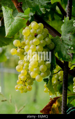 Vitigni Chardonnay nei vigneti di La montina vino in Il Dosello della Franciacorta, Lombardia, Italia settentrionale. Foto Stock