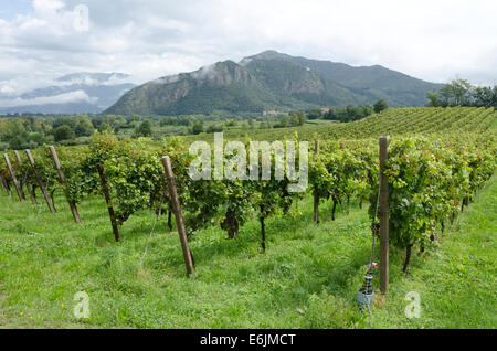 Vitigni Chardonnay nei vigneti di La montina vino in Il Dosello della Franciacorta, Lombardia, Italia settentrionale. Foto Stock